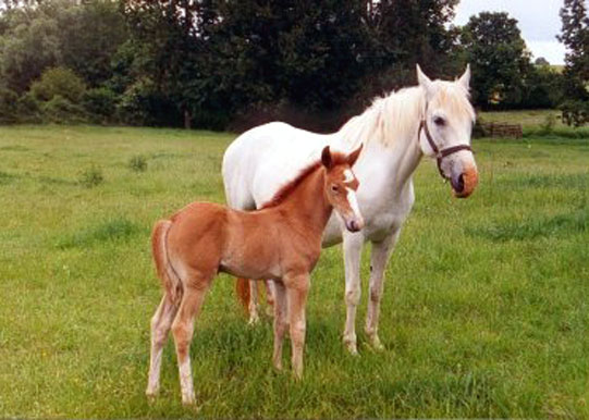 ARABE BARBE (POULINIERE AVEC POULAIN)
